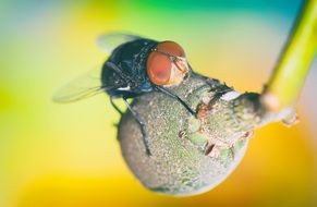 insect with wings close-up on a blurred background