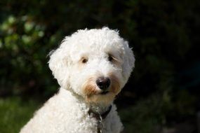 Puppy Labradoodle