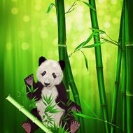 Panda Bear Panda Animal Bamboo