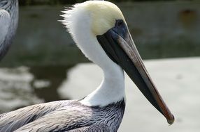 gray pelican with a white head close up