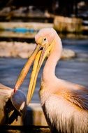 cute lovely Pelican