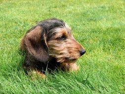 Miniature Dachshund resting on a grass