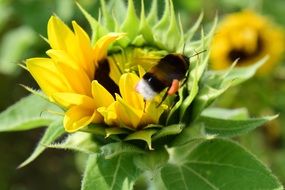bumblebee on spring sunflower