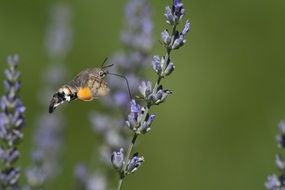 butterfly flying on a lavender background