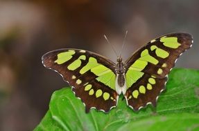 winged butterfly sitting on a green leaf