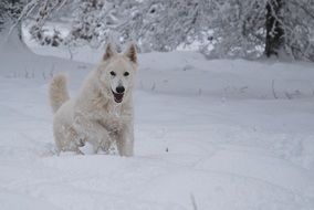 swiss white dog in the snow