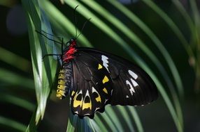 ornithoptera euphorion butterfly on a palm leaf