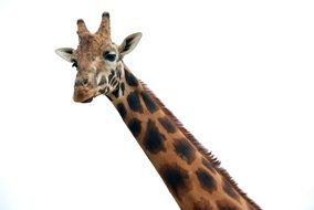 giraffe on a white background