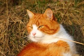 red fat cat