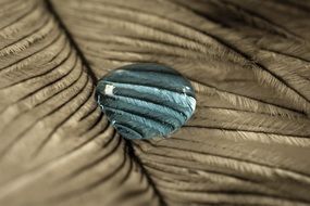 macro view of blue water drop on the feather