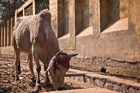 Holy Cow on the streets in India