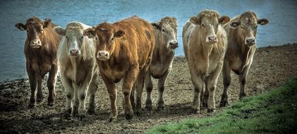 herd of cows on the shore of the pond