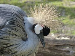 grey crowned crane