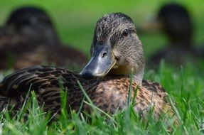 Water bird resting