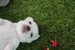 white chihuahua puppy lying on the green grass