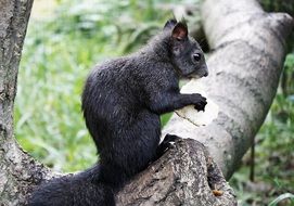 black squirrel sits on tree