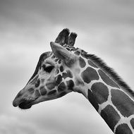 black and white photo with giraffe