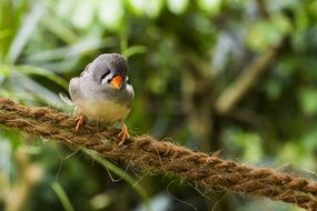 zebra Finch Bird Watch portrait