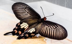 beatuful butterfly with black pattern