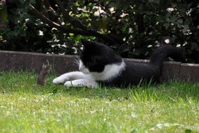 cat plays with the mouse