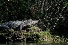 Alligator Water Sunning