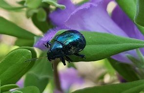 green beetle on a green leaf