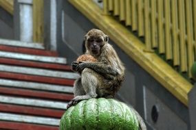 vigilant monkey protects coconut