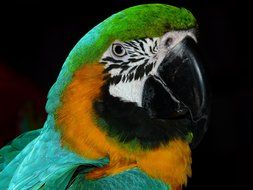 colorful parrot portrait