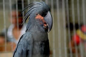 black parrot in a cage close-up on blurred background