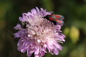 Insect on purple Flower Blossom macro