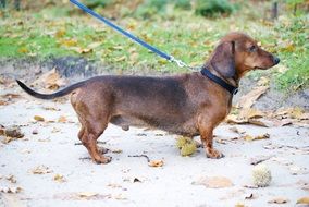 picture of the Dachshund Dog
