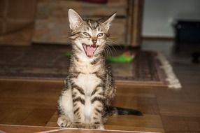 Tiger Room Cat Yawn Tooth