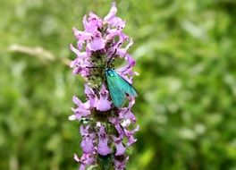 butterfly on summer flower