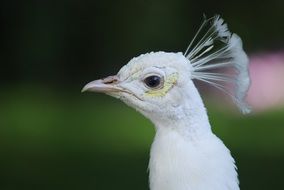 exceptional White Peacock