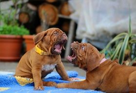 two Dogue de Bordeaux puppies