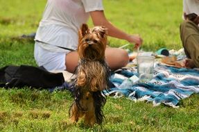 Yorkshire Dog standing on hind legs, people on Picnic at background