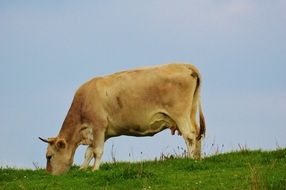 Pasture Beef