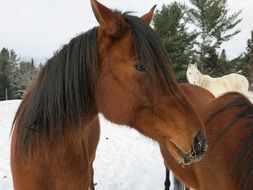 Horses on Farm at winter