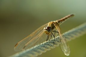 dragonfly on a twisted rope close-up on blurred background