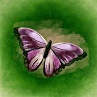 drawing of a purple butterfly on the green background