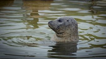 seal breeding station water view