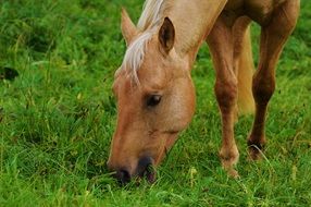 farm horse grazing green grass