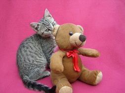 kitten near a teddy bear