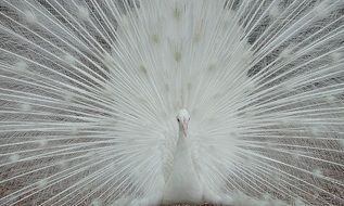 white peacock in all its glory