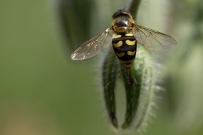 Flower Fly on borage bud, macro