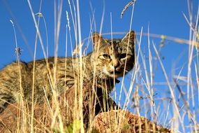 wild cat on a stone