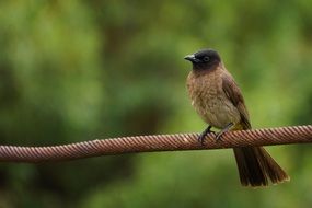 sparrow on a metal wire on a green background