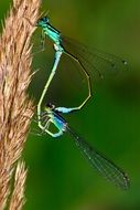 Macro photo of the colorful dragonfly