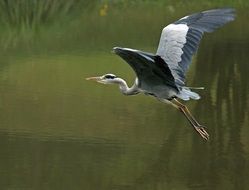 flying heron over water