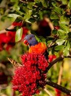 rainbow lorikeet on the flowering tree